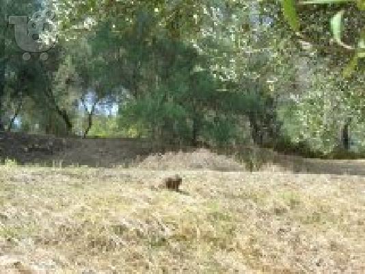 πωλειται οικοπεδο στην παλαιοκαστριτσα κερκυραs
